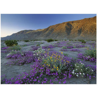 Sand Verbena and Desert Sunflowers Anza-Borrego Desert State Park, California-Paper Art-26"x20"