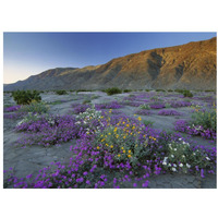 Sand Verbena and Desert Sunflowers Anza-Borrego Desert State Park, California-Paper Art-34&quotx26"