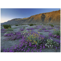 Sand Verbena and Desert Sunflowers Anza-Borrego Desert State Park, California-Paper Art-42"x32"