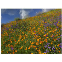 California Poppy and Desert Bluebells carpeting a spring hillside, California-Paper Art-18"x14"