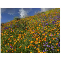 California Poppy and Desert Bluebells carpeting a spring hillside, California-Paper Art-26"x20"