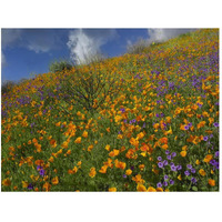 California Poppy and Desert Bluebells carpeting a spring hillside, California-Paper Art-50&quotx38"