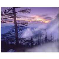 Rolling fog on Clingman's Dome, Great Smoky Mountains National Park, Tennessee-Paper Art-18"x14"