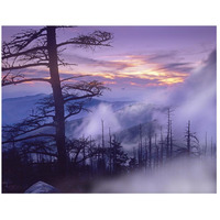 Rolling fog on Clingman's Dome, Great Smoky Mountains National Park, Tennessee-Paper Art-26"x20"