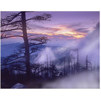 Rolling fog on Clingman's Dome, Great Smoky Mountains National Park, Tennessee-Paper Art-50"x38"