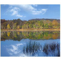 Deciduous forest along Lackawanna Lake, Ricketts Glen State Park, Pennsylvania-Paper Art-46&quotx40.72"