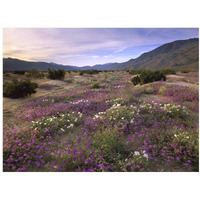 Sand Verbena and Primrose blooming, Anza-Borrego Desert State Park, California-Paper Art-18"x14"