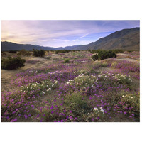 Sand Verbena and Primrose blooming, Anza-Borrego Desert State Park, California-Paper Art-26"x20"