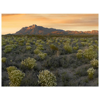 Pepperweed meadow beneath El Capitan, Guadalupe Mountains National Park, Texas-Paper Art-18"x14"