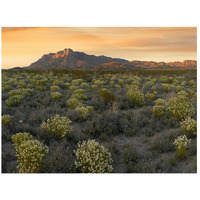 Pepperweed meadow beneath El Capitan, Guadalupe Mountains National Park, Texas-Paper Art-26"x20"