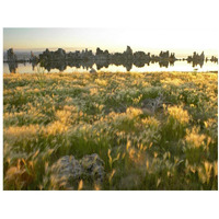 Squirreltail Barley and Tufa Towers silhouetted at dawn, Mono Lake, California-Paper Art-18"x14"