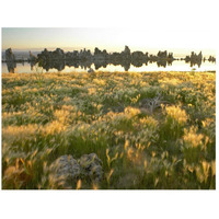 Squirreltail Barley and Tufa Towers silhouetted at dawn, Mono Lake, California-Paper Art-26"x20"