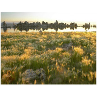 Squirreltail Barley and Tufa Towers silhouetted at dawn, Mono Lake, California-Paper Art-42"x32"