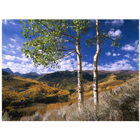 Aspen trees in fall-colors on Elk Mountains, Capitol Creek trailhead, Colorado-Paper Art-18"x14"