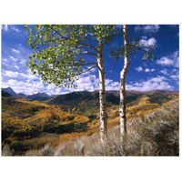 Aspen trees in fall-colors on Elk Mountains, Capitol Creek trailhead, Colorado-Paper Art-26"x20"