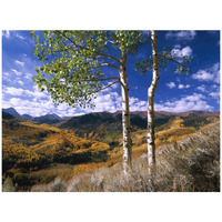 Aspen trees in fall-colors on Elk Mountains, Capitol Creek trailhead, Colorado-Paper Art-42"x32"