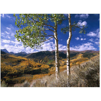 Aspen trees in fall-colors on Elk Mountains, Capitol Creek trailhead, Colorado-Paper Art-50"x38"