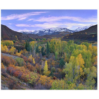 Quaking Aspen forest in autumn, Snowmass Mountain near Quaking Aspen, Colorado-Paper Art-18"x15.28"