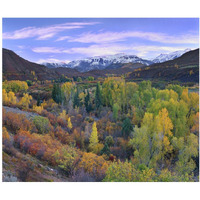 Quaking Aspen forest in autumn, Snowmass Mountain near Quaking Aspen, Colorado-Paper Art-24"x20.26"