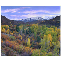 Quaking Aspen forest in autumn, Snowmass Mountain near Quaking Aspen, Colorado-Paper Art-32"x26.9"