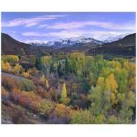 Quaking Aspen forest in autumn, Snowmass Mountain near Quaking Aspen, Colorado-Paper Art-42"x35.2"