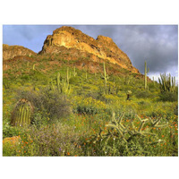 Organ Pipe Cactus Organ Pipe Cactus National Monument, Sonoran Desert, Arizona-Paper Art-18"x14"