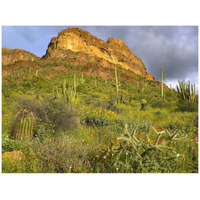 Organ Pipe Cactus Organ Pipe Cactus National Monument, Sonoran Desert, Arizona-Paper Art-42"x32"