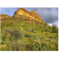 Organ Pipe Cactus Organ Pipe Cactus National Monument, Sonoran Desert, Arizona-Paper Art-50"x38"