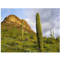 Organ Pipe Cactus Organ Pipe Cactus National Monument, Sonoran Desert, Arizona-Paper Art-18"x14"