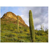 Organ Pipe Cactus Organ Pipe Cactus National Monument, Sonoran Desert, Arizona-Paper Art-26"x20"