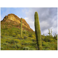 Organ Pipe Cactus Organ Pipe Cactus National Monument, Sonoran Desert, Arizona-Paper Art-42"x32"