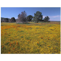 California Poppy and Eriophyllum flowers in field, Antelope Valley, California-Paper Art-18"x14"