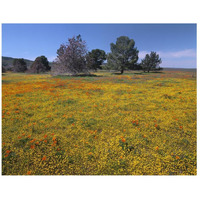 California Poppy and Eriophyllum flowers in field, Antelope Valley, California-Paper Art-26&quotx20"