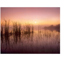 Reeds reflected in Sweet Bay Pond at sunrise, Everglades National Park, Florida-Paper Art-26"x20"