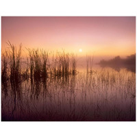 Reeds reflected in Sweet Bay Pond at sunrise, Everglades National Park, Florida-Paper Art-42"x32"