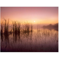 Reeds reflected in Sweet Bay Pond at sunrise, Everglades National Park, Florida-Paper Art-50"x38"