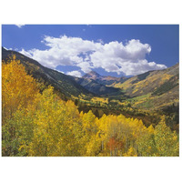 Haystack Mountain with aspen forest, Maroon Bells-Snowmass Wilderness, Colorado-Paper Art-26"x20"