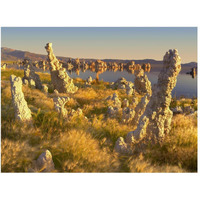 Wind and rain eroded tufa towers amid Squirreltail Barley Mono Lake, California-Paper Art-50"x38"