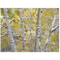 Snow-covered Aspen forest near Kebbler Pass, Gunnison National Forest, Colorado-Paper Art-26"x20"