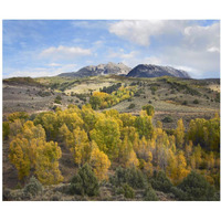 Quaking Aspen forest and Chair Mountain in autumn, Raggeds Wilderness, Colorado-Paper Art-24"x20.26"