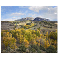 Quaking Aspen forest and Chair Mountain in autumn, Raggeds Wilderness, Colorado-Paper Art-32"x26.9"