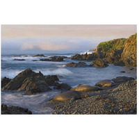 Northern Elephant Seals resting on the beach, Point Piedras Blancas, California-Paper Art-26"x18"