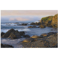 Northern Elephant Seals resting on the beach, Point Piedras Blancas, California-Paper Art-38"x26"