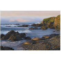 Northern Elephant Seals resting on the beach, Point Piedras Blancas, California-Paper Art-50"x34"