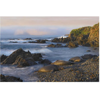 Northern Elephant Seals resting on the beach, Point Piedras Blancas, California-Paper Art-62"x42"