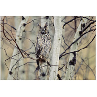 Long-eared Owl perching in a tree, circumpolar species, British Columbia, Canada-Paper Art-26&quotx18"