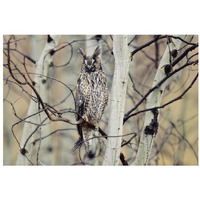 Long-eared Owl perching in a tree, circumpolar species, British Columbia, Canada-Paper Art-32"x22"