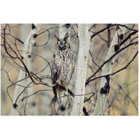 Long-eared Owl perching in a tree, circumpolar species, British Columbia, Canada-Paper Art-50&quotx34"