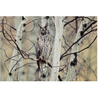 Long-eared Owl perching in a tree, circumpolar species, British Columbia, Canada-Paper Art-62"x42"