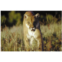 Mountain Lion or Cougar walking through tall grass towards camera, North America-Paper Art-38"x26"